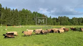 Фермерское хозяйство у озера, 40 га, агротуризм Фермерское хозяйство у озера, 40 га, агротуризм