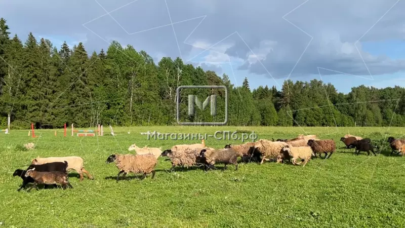 Фермерское хозяйство у озера, 40 га, агротуризм 98. Фото объекта